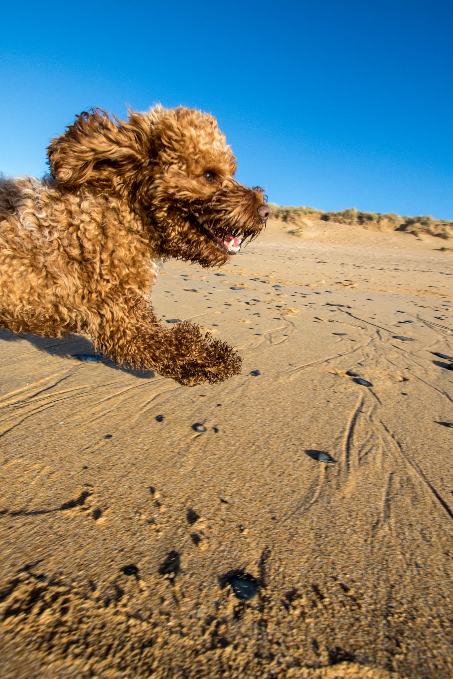 Dog Friendly Restaurants And Accommodation In Padstow A Helpful Guide 